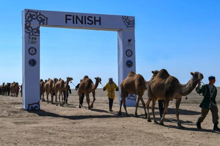 ​В Казахстане караван из тысячи верблюдов вошёл в Книгу рекордов Гиннесса​