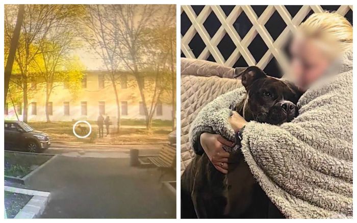 Владельцы собак в России должны смывать мочу своих питомцев