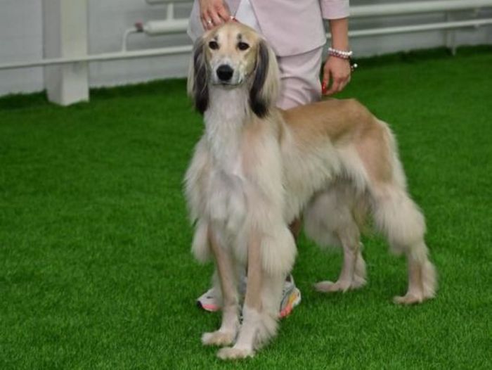 Годовалый тайган из Карагандинской области стал самым титулованным в стране