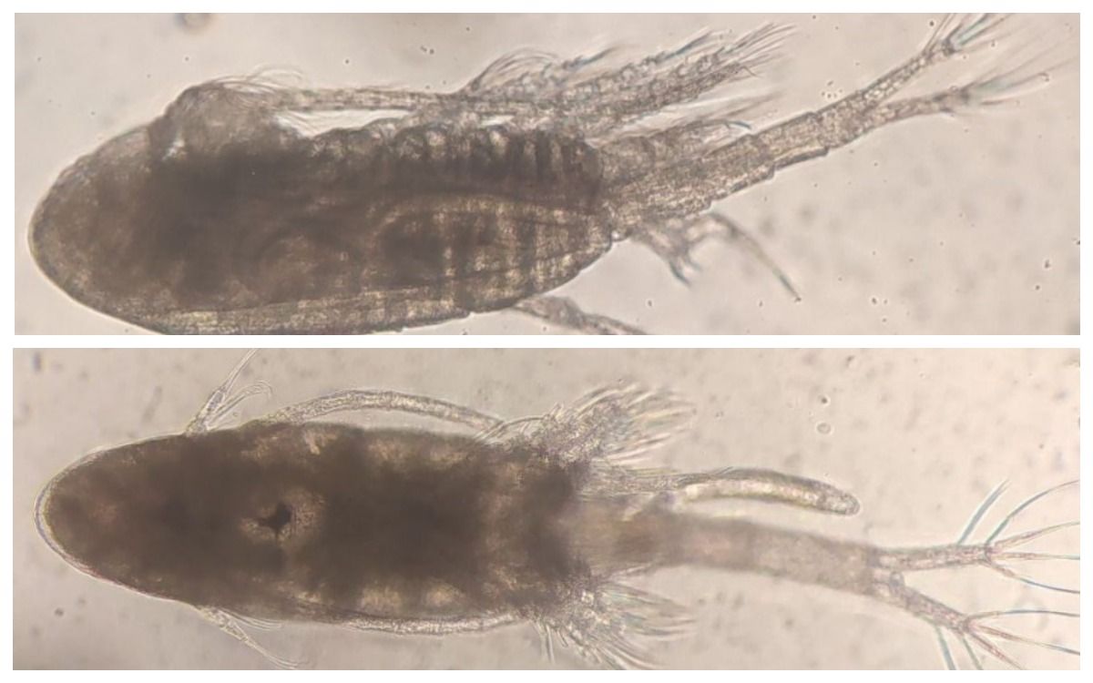 фото Волжско-Каспийского филиала Всероссийского НИИ рыбного хозяйства и океанографии фото Волжско-Каспийского филиала Всероссийского НИИ рыбного хозяйства и океанографии