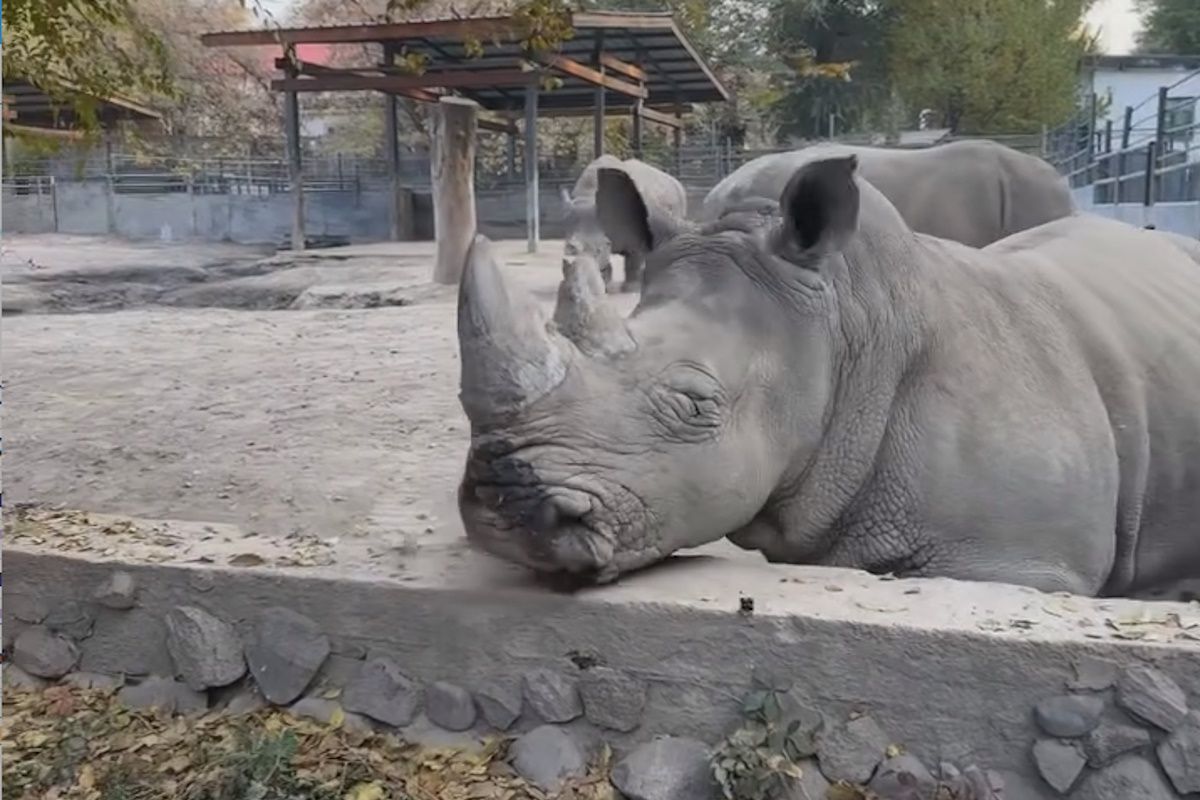 скриншот видео