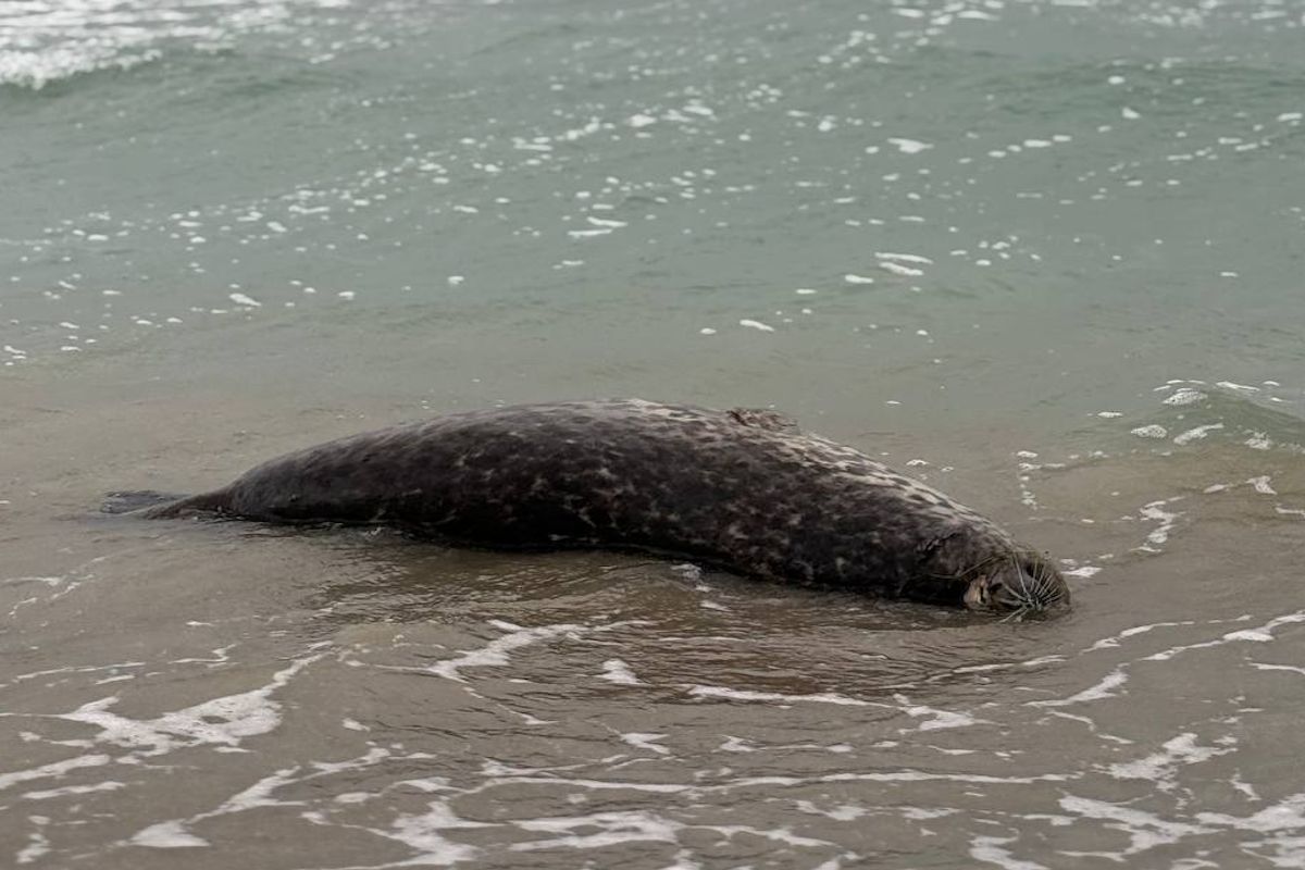 фото очевидца
