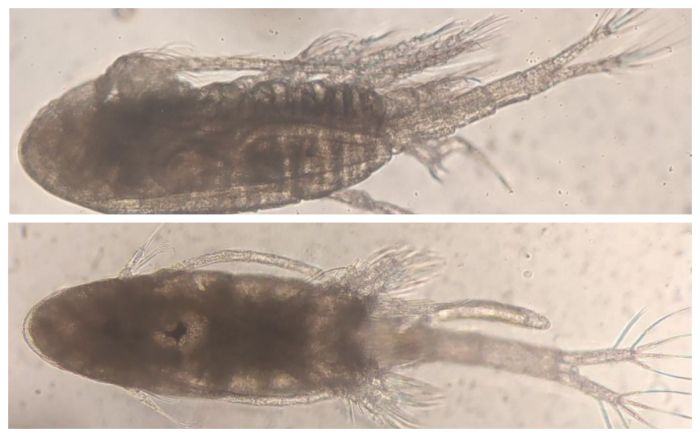 В Каспийское море вернулся исчезнувший на 20 лет вид зоопланктона