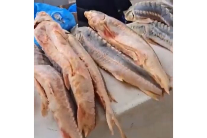 «Запрещённый» осётр на прилавках Астаны? Активист и рыбинспекция схлестнулись с соцсетях