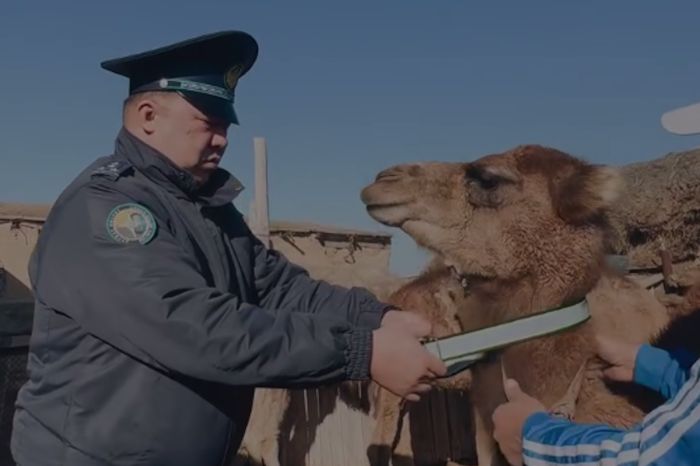 В Атырау проводят профилактическую акцию: на животных надевают светоотражающие ленты