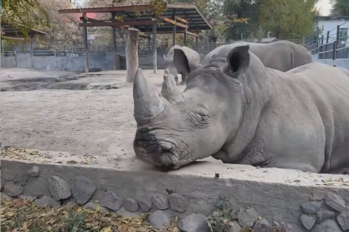 В алматинском зоопарке посетитель напал на носорога