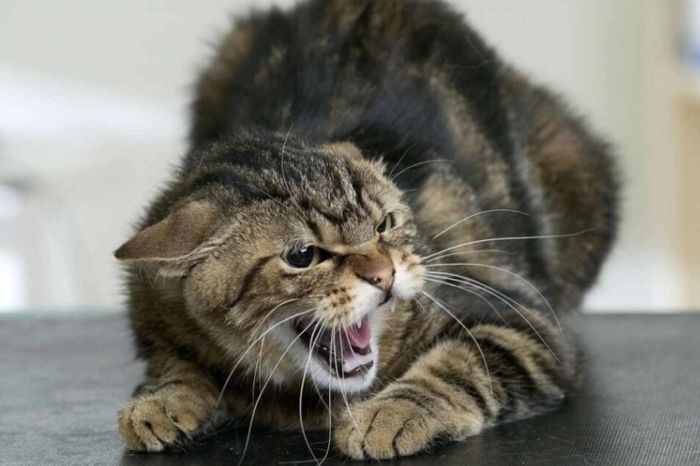 Житель Мангистау умер после укуса кошки