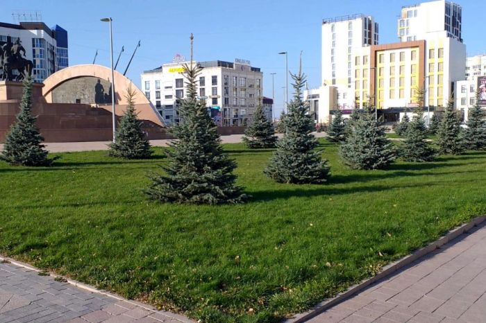 Атырау делает ставку на хвойные. Приживутся ли?