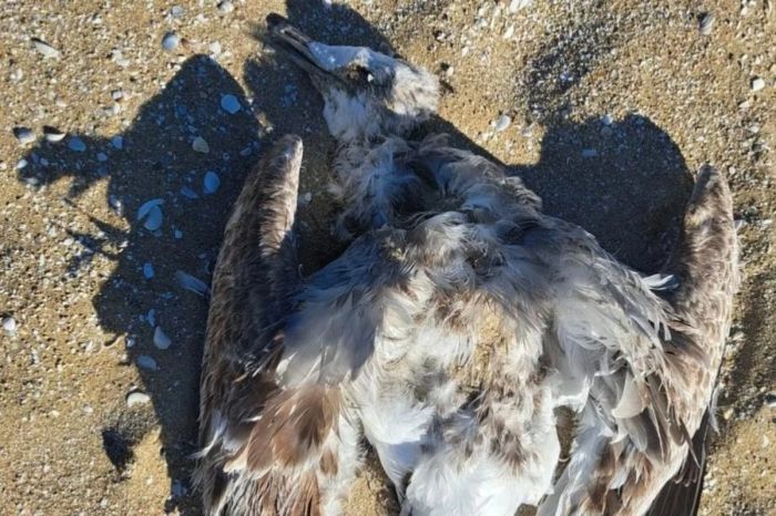 Экологическое бедствие в Мангистау: на побережье Каспия найдены мертвые птицы