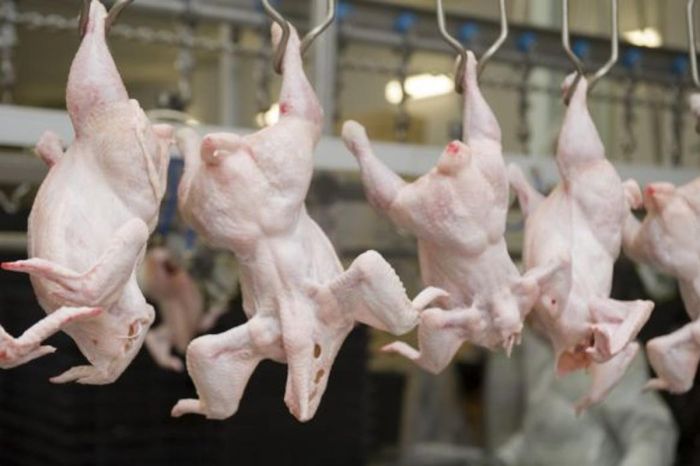 Из России в Казахстан пытались незаконно ввезти 20 тонн мяса птицы