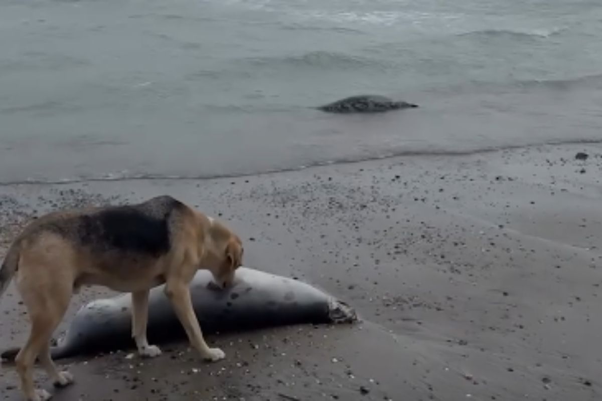 стоп-кадр с видео стоп-кадр с видео