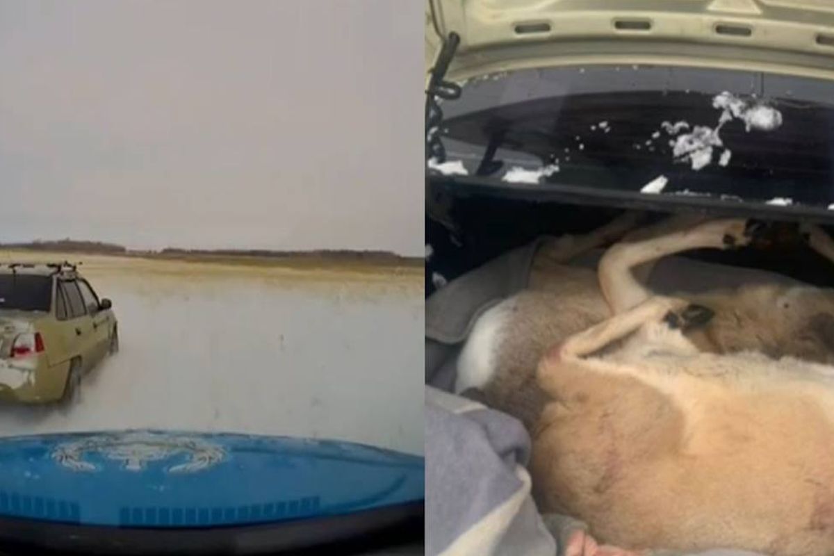 скриншот видео