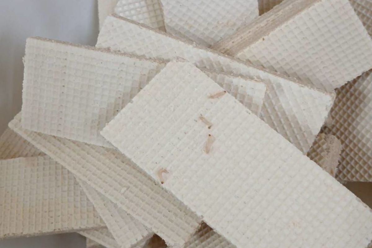 фото очевидцев