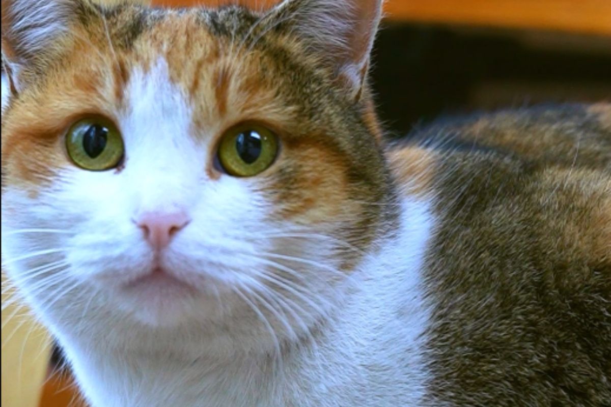 стоп-кадр с видео