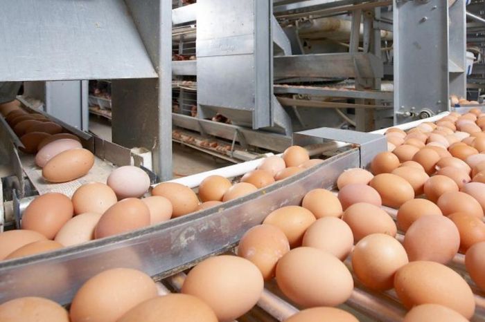 63 тысячи куриных яиц не пустили в Казахстан: груз вернули в Россию