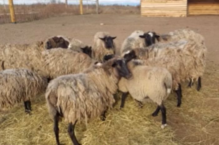 В Кульсары хозяин лишился всего скота после ночного нападения хищника