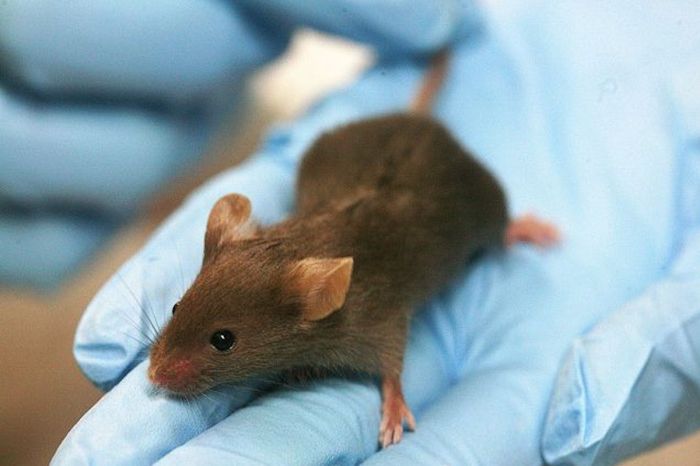 Школы и детские сады в одном селе Атырауской области закрыли из-за мышей