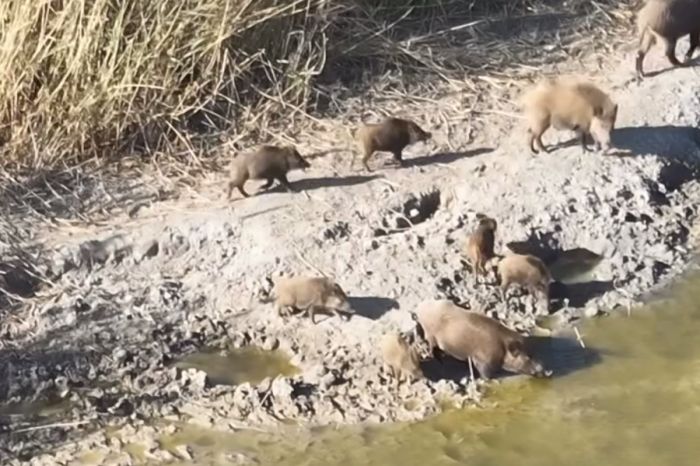 ​Природа берёт своё: в резерват «​Акжайык»​ вернулись кабаны​