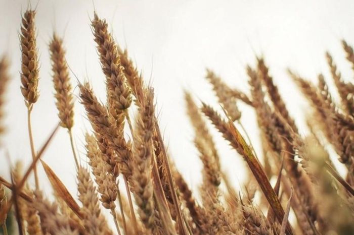 Правительство выделило 7 млрд тенге на поддержку экспорта зерна