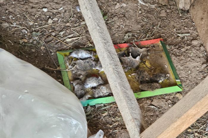 Нашествие мышей парализовало жизнь трёх сёл Махамбетского района