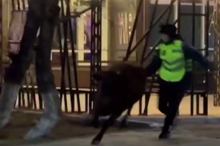 В центре столицы полицейские устроили погоню за коровой