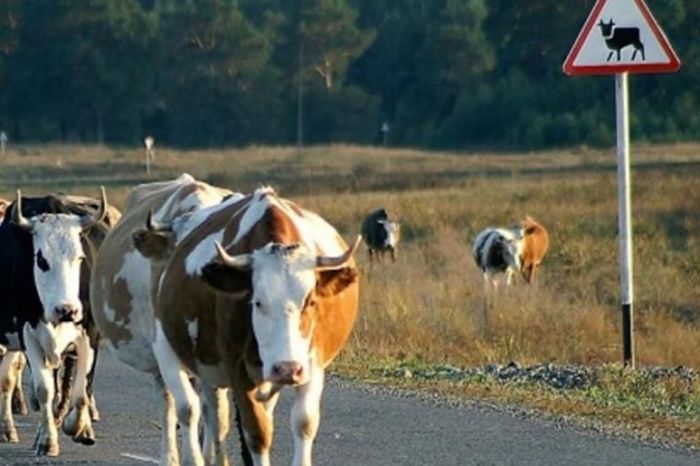 От патрулей до дронов: как в Атырау борются с безнадзорным скотом