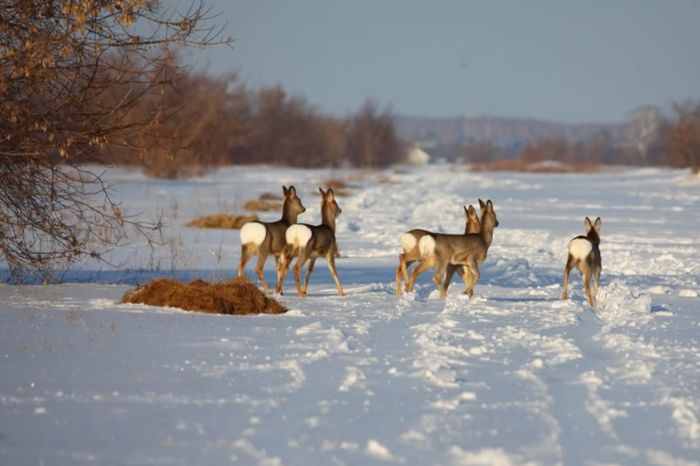 Тысячи косуль мигрируют в Казахстан из России: причины и масштабы явления