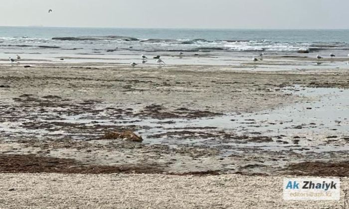 Каспий уходит: что скрывают цифры и готовы ли власти Мангистау к безводному будущему