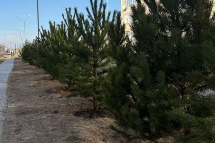 В городе Кульсары высадили сосны