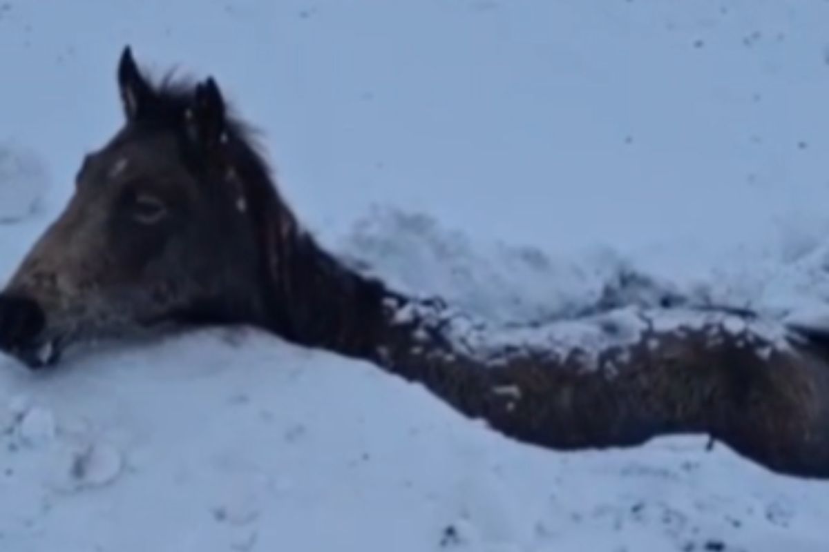 стоп-кадр с видео