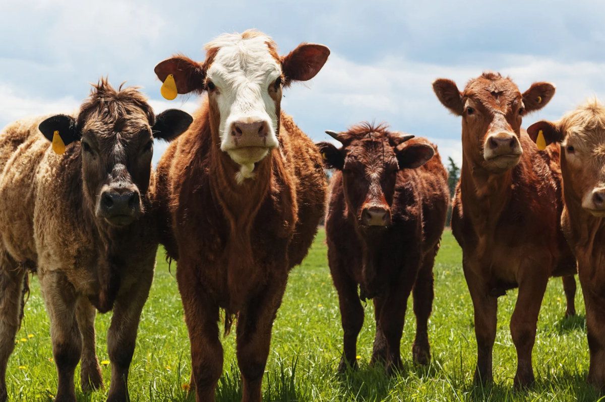 иллюстративное фото