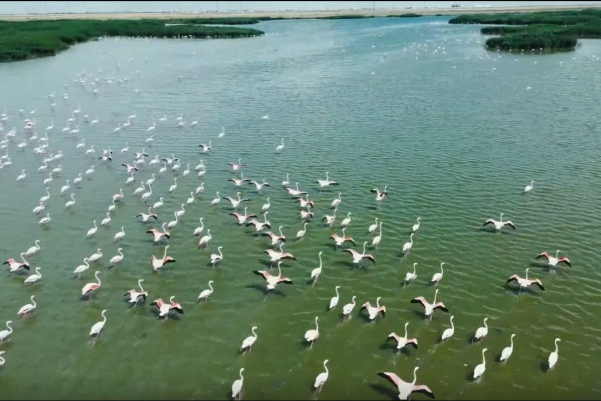 Фламинго на «Тухлой балке». Стоп-кадр с видео РСК