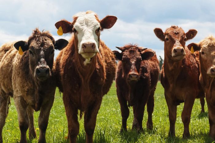 Казахстан ограничил экспорт говядины: разъяснение Минсельхоза