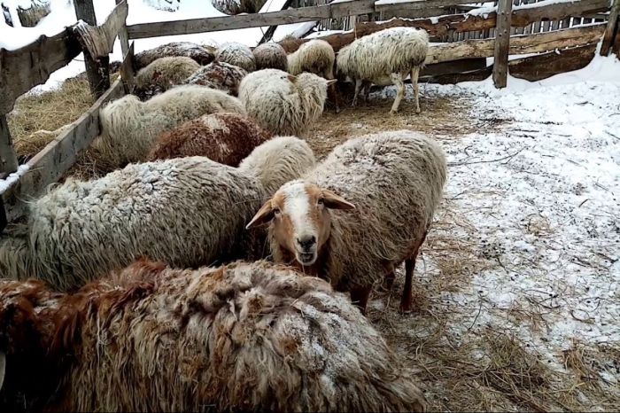 Скот рвут во дворах: жители Жылыойского района жалуются на стаи собак