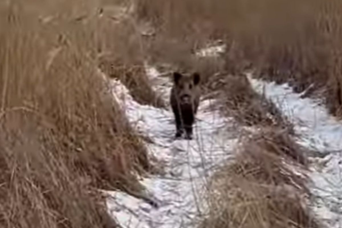 стоп-кадр с видео