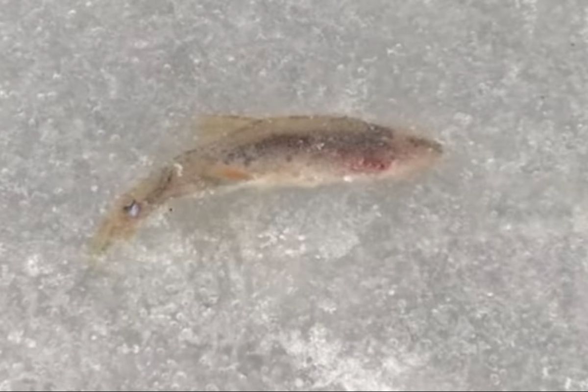 стоп-кадр с видео