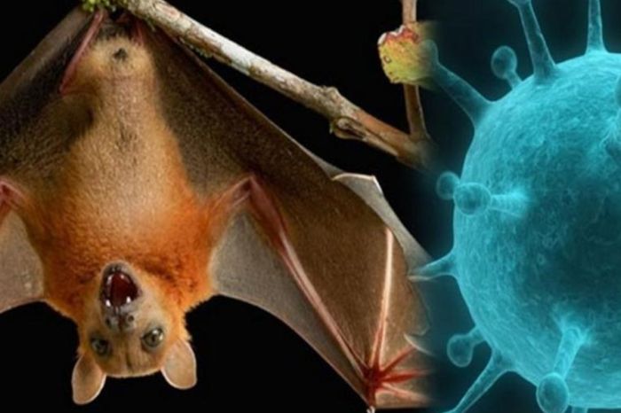 Новый вирус из Индии: заявление Минздрава