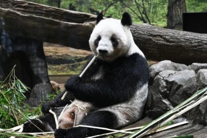 Япония депортирует панд из-за охлаждения отношений с Китаем