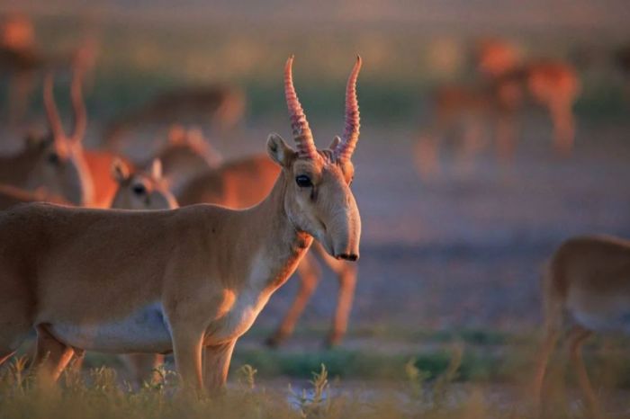 Трасса Атырау – Астрахань стала преградой для миграции сайгаков к Каспию