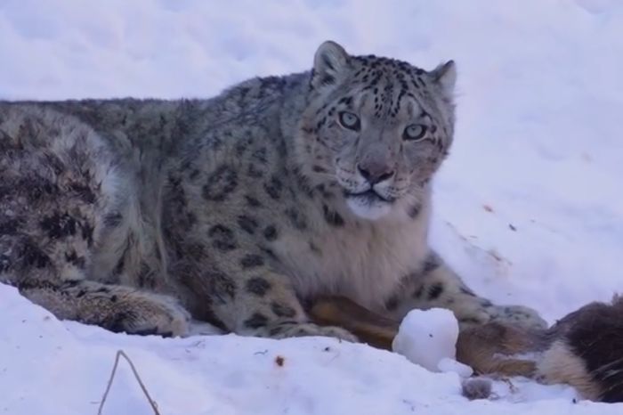 Алматинец показал редкие кадры снежного барса