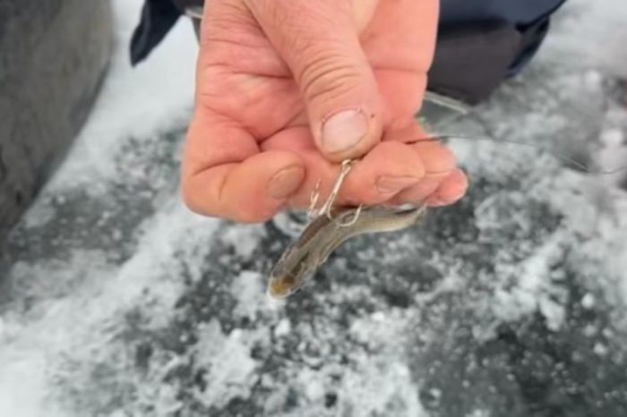 Рыбалка и охота вне правил: атырауский рыбак заинтересовал рыбинспекцию своим постом в соцсетях