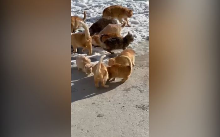 Жалобы жителей Томарлы на кошек вызвали реакцию зоозащитников