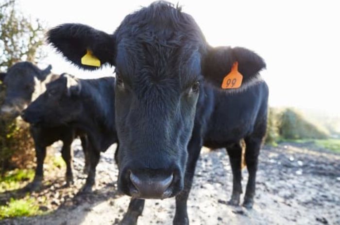 Около двух тысяч голов скота заболели в Курмангазинском районе