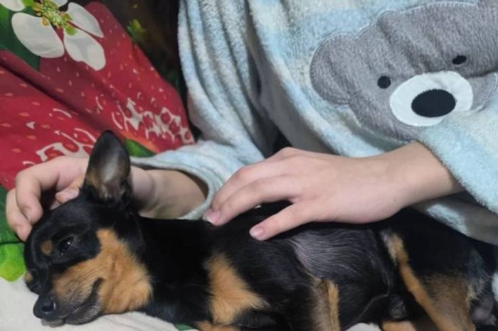 В Павлодаре пострадала школьница, защищая собаку