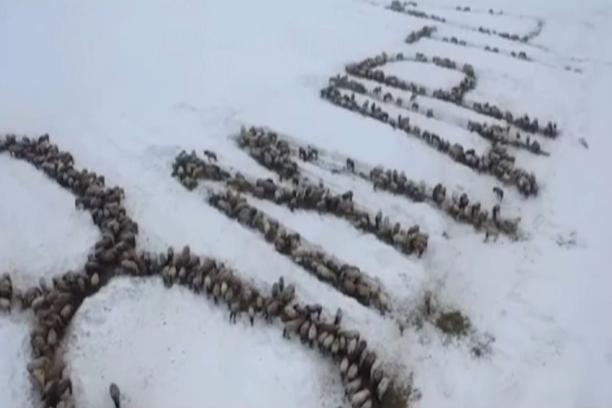 скриншот видео