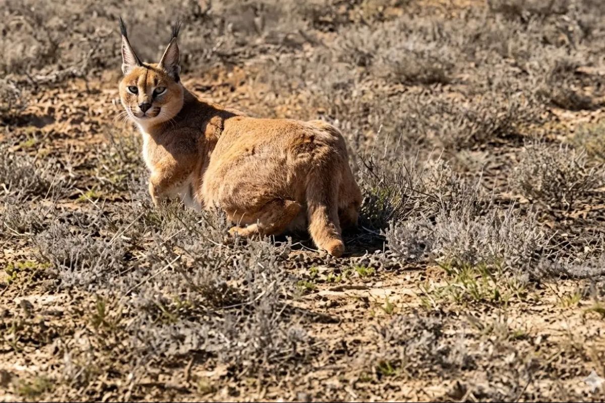 фото со стр. Lada.kz