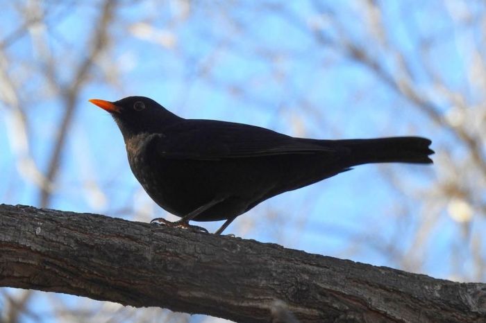 В Атырау обитает «Птица года – 2026»