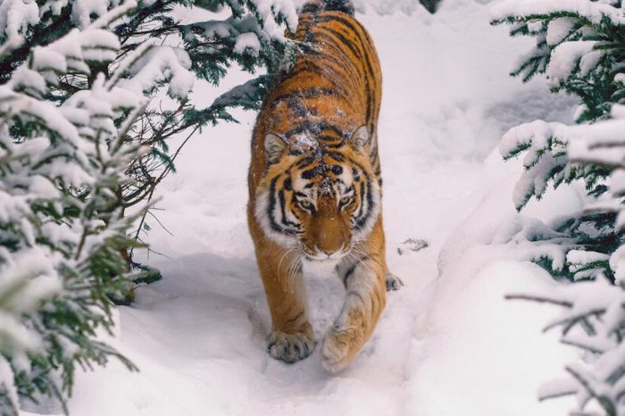 Четырёх амурских тигров планируют передать из России в Казахстан