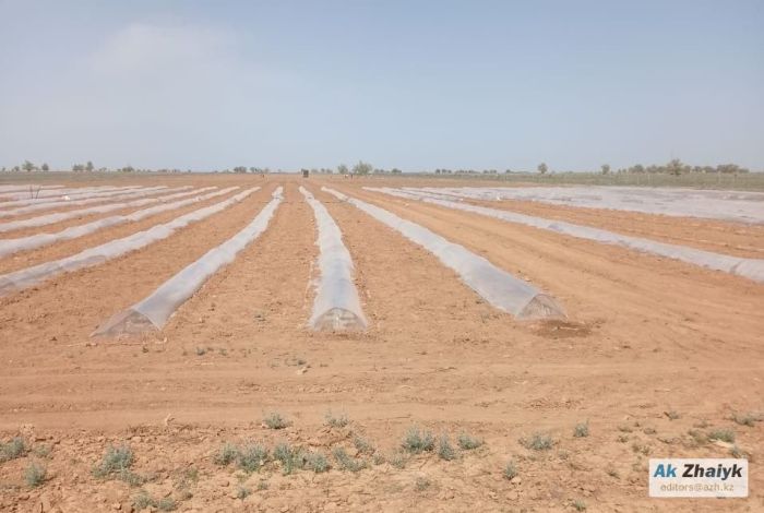 Как Атырауская область готовится к посевной