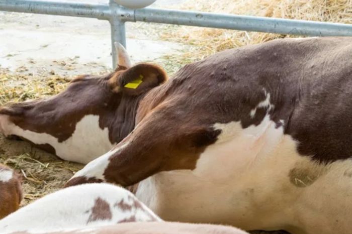 Казахстан запретил ввоз мяса из России из-за эпидемии